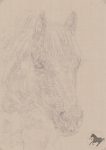 Zeichnung, Bleistift, Bleistiftzeichnung, drawing, Pferdezeichnung, Pferd zeichnen, zeichnen, Pferd, Pferde