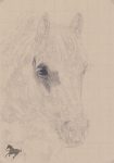 Zeichnung, Bleistift, drawing, Pferdezeichnung, Pferd zeichnen, zeichnen, Pferd, Pferde