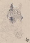 Zeichnung, Bleistift, drawing, Pferdezeichnung, Pferd zeichnen, zeichnen, Pferd, Pferde, Golden Lady
