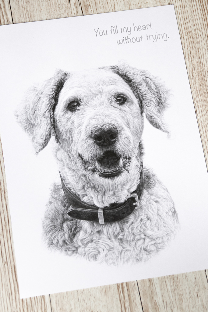 zeichnen, Zeichnung, Bleistift, Grafit, Hund, Hundeportrait, Hundezeichnung, Auftrag, Auftragszeichnung, Tier zeichnen lassen, Tierportrait