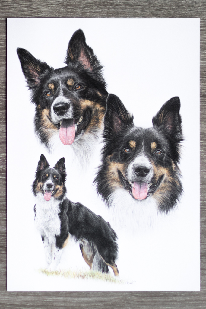 Hund, Zeichnung, Buntstift, Collie, Bordercollie, Auftrag