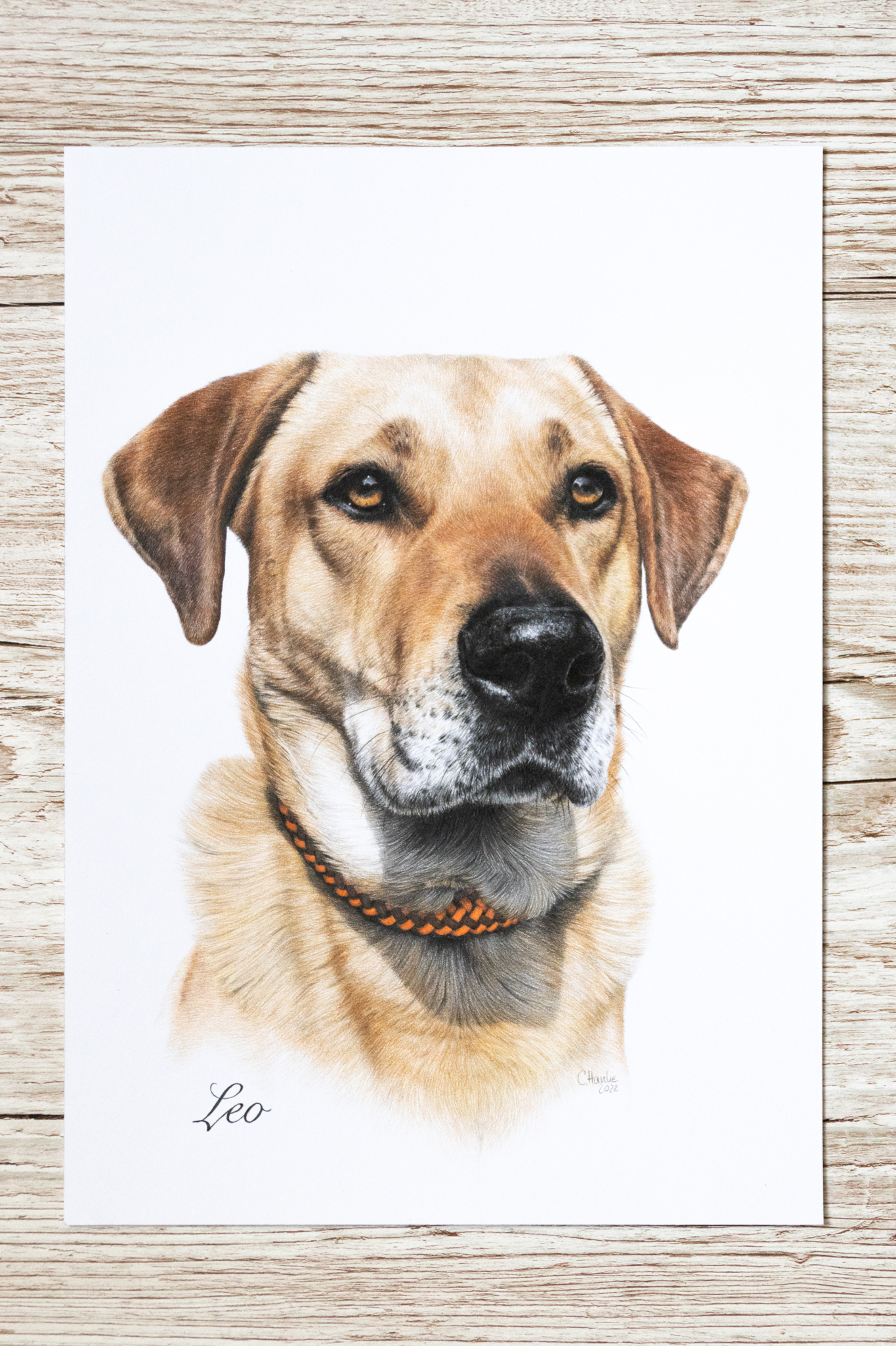 Hund, Zeichnung, Leo, Labrador, Mischling, Buntstift