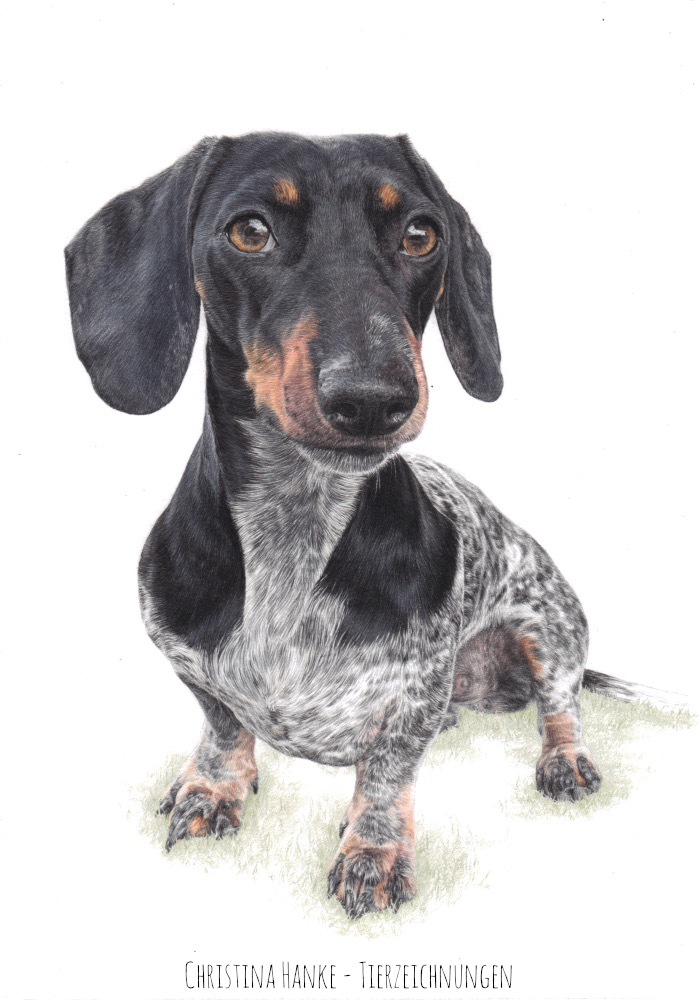 Dackel, Zeichnung, Buntstift, Paint On, Clairefontaine, zeichnen, Porträt, Hundeporträt, Portrait