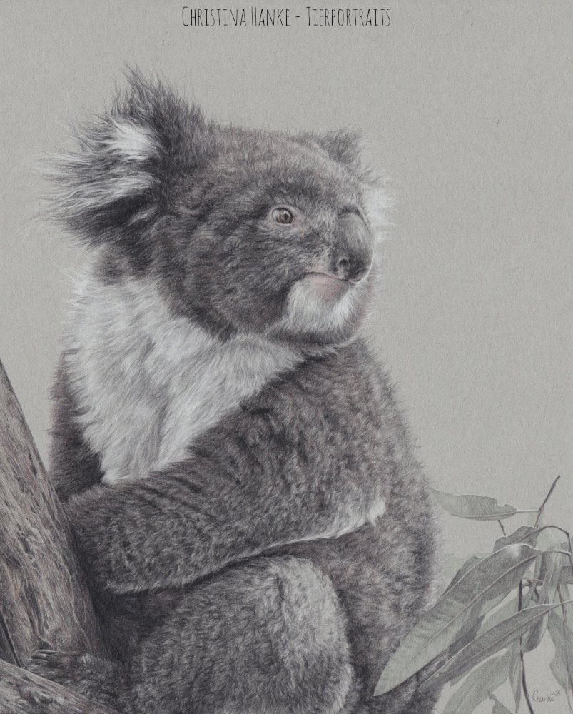 Koala Buntstiftzeichnung auf grauem Papier
