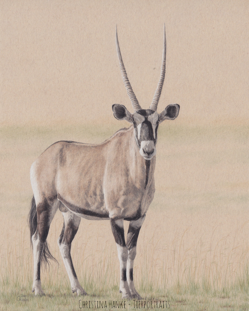 Oryxantilope Zeichnung mit Buntstift